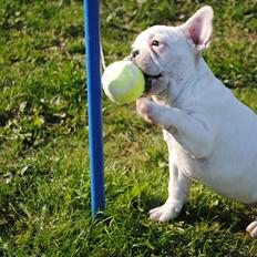 Fransk bulldog Marie