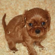 Cavalier king charles spaniel Kongo