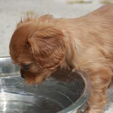 Cavalier king charles spaniel Kongo
