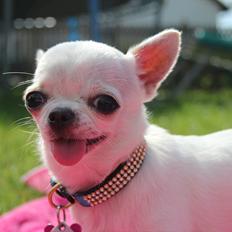 Chihuahua Jolina from paradise