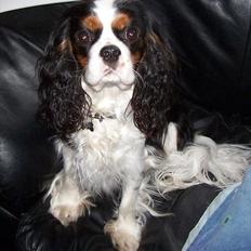 Cavalier king charles spaniel Hubert