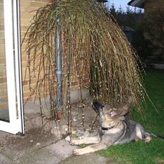 Schæferhund Chica - himmelhund