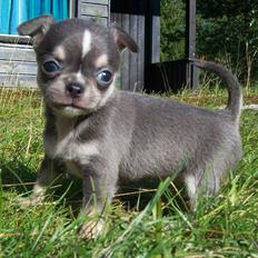 Chihuahua Over The Rainbow Of Varius Canis ** Rambo **