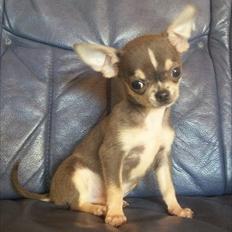 Chihuahua Over The Rainbow Of Varius Canis ** Rambo **