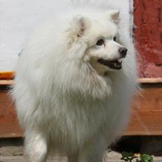 Japansk spids gamle-far Ricko 