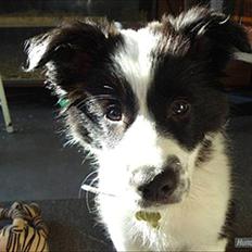 Border collie ** Spidi **