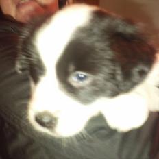 Border collie ** Spidi **