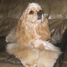 Amerikansk cocker spaniel Sunny
