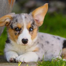 Welsh corgi cardigan Tilla