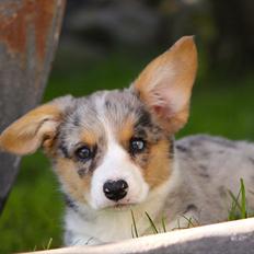 Welsh corgi cardigan Tilla