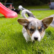 Welsh corgi cardigan Tilla
