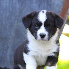 Welsh corgi cardigan Wally