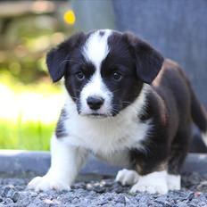 Welsh corgi cardigan Wally