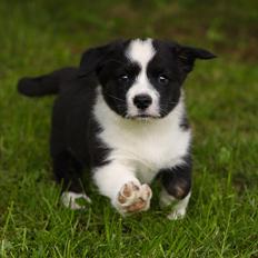 Welsh corgi cardigan Wally