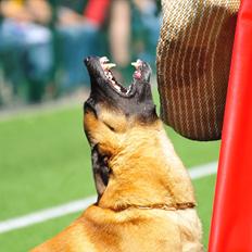 Malinois IPO3 Vandalen´s Iroc - over regnbuen 