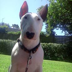 Bullterrier Shiva