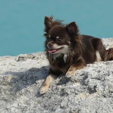 Chihuahua DKCH **Nullah**