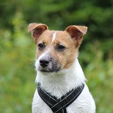 Jack russell terrier Carlos