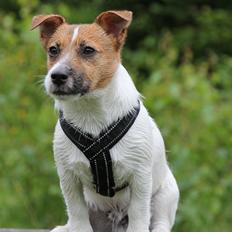 Jack russell terrier Carlos