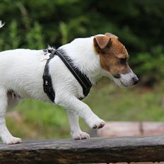 Jack russell terrier Carlos