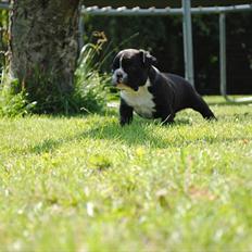 Fransk bulldog Bad Boy Hank