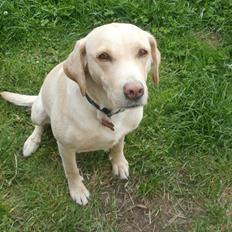 Labrador retriever Nanna