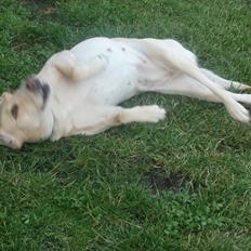 Labrador retriever Nanna