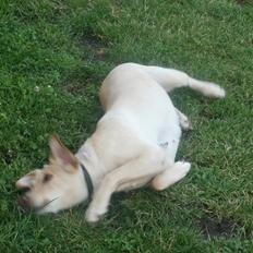 Labrador retriever Nanna