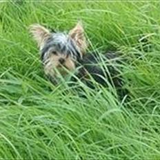 Yorkshire terrier Wilma