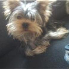 Yorkshire terrier Wilma