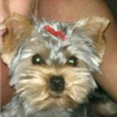 Yorkshire terrier Wilma