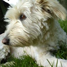 Blanding af racer *bamse*