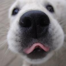 Golden retriever Coco