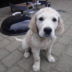 Golden retriever Coco