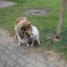 Golden retriever Coco