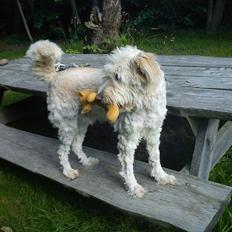 Blanding af racer *bamse*