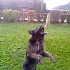 Blanding af racer Bamse