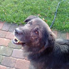 Blanding af racer Bamse