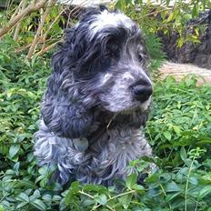 Cocker spaniel | Smila