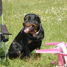 Rottweiler Dina
