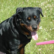 Rottweiler Dina