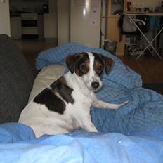 Dansk svensk gaardhund Liva