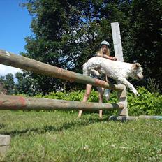 Blanding af racer *bamse*