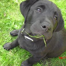 Labrador retriever Tivo