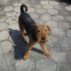Airedale terrier Hera (Mors)