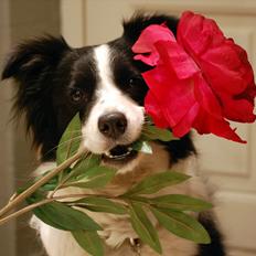 Border collie LP1DM10 LP2DM11 DKLPCH Kewstock Quite
