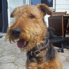 Airedale terrier Hera (Mors)