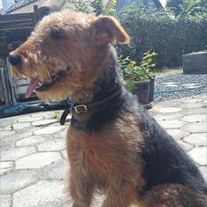 Airedale terrier Hera (Mors)
