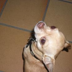Chihuahua Oscar