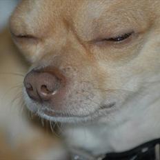 Chihuahua Oscar